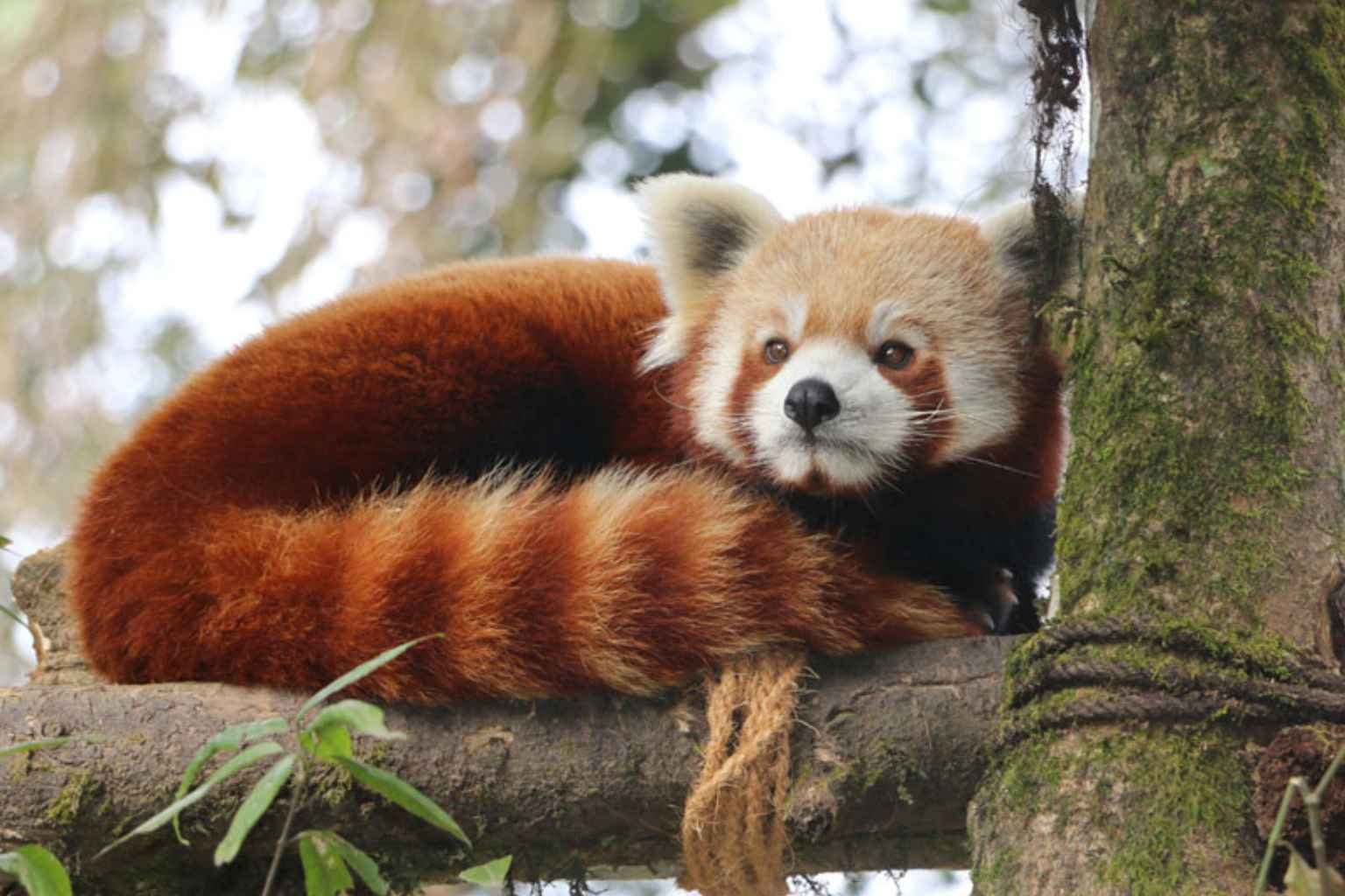 Darjeeling Zoo Ticket Price