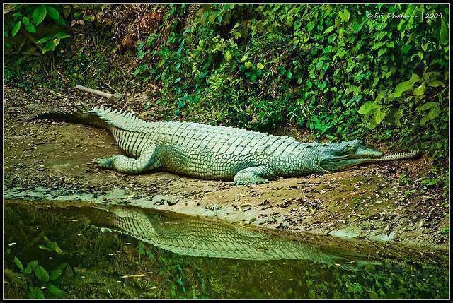 Guwahati Zoo Ticket Price