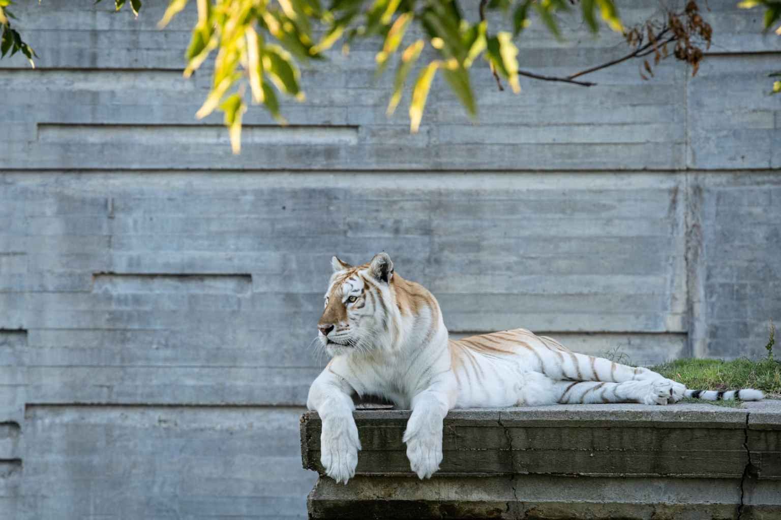 Indore Zoo Ticket Price