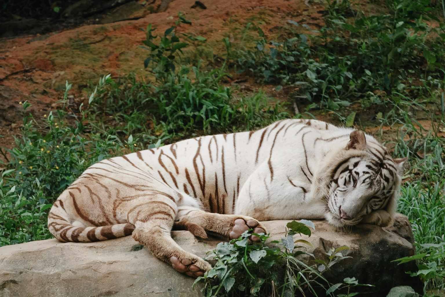 Jaipur Zoo Ticket Price