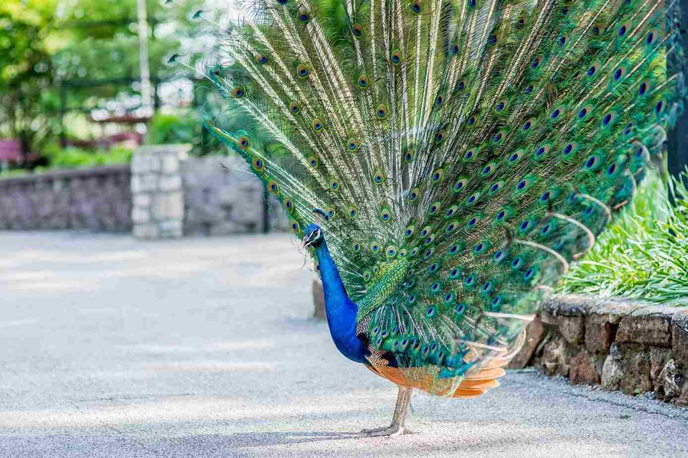 Kurukshetra Zoo Ticket Price