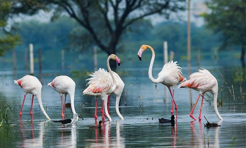 Maharaj Bagh Zoo Ticket Price