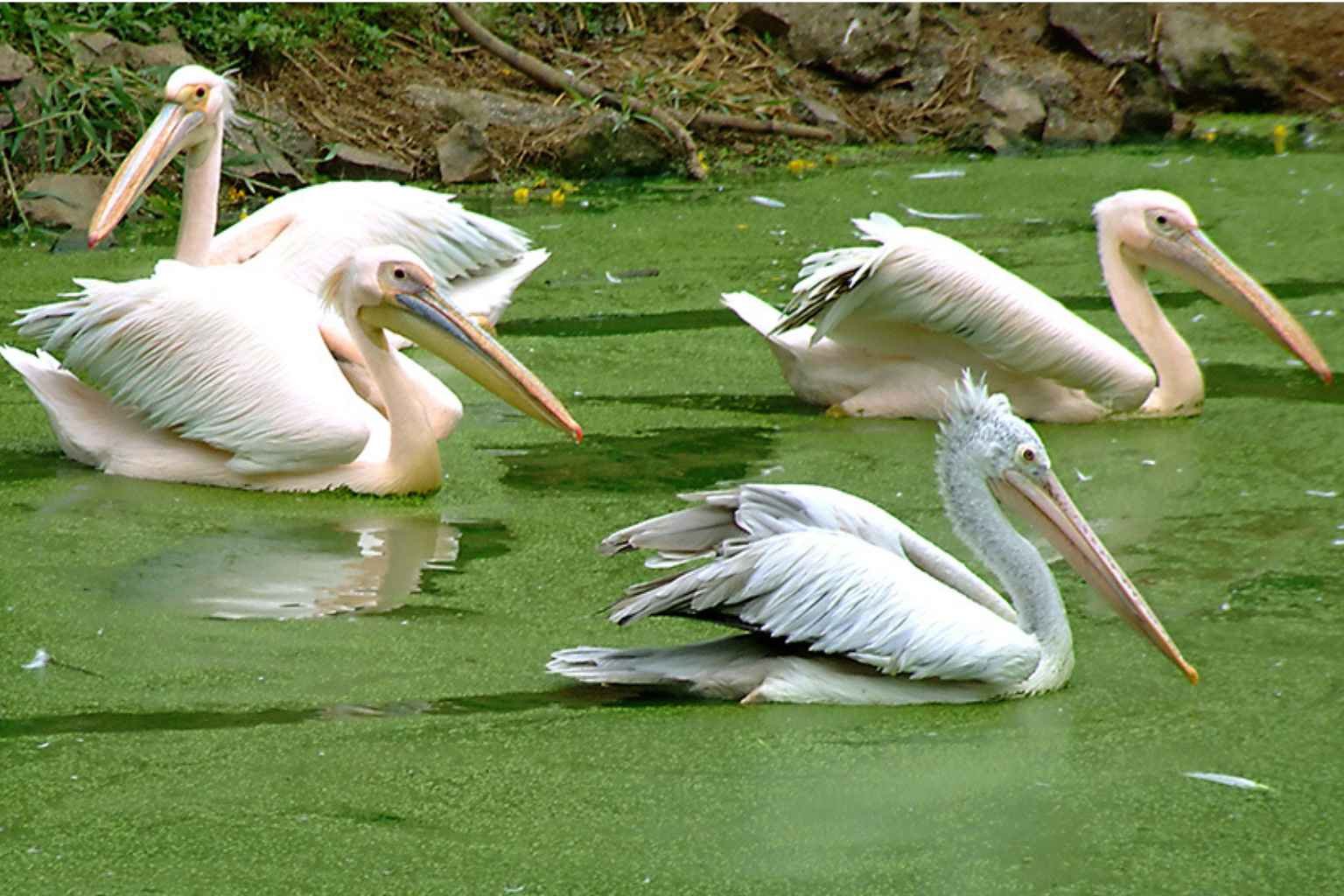 Nandankanan Zoo Ticket Price