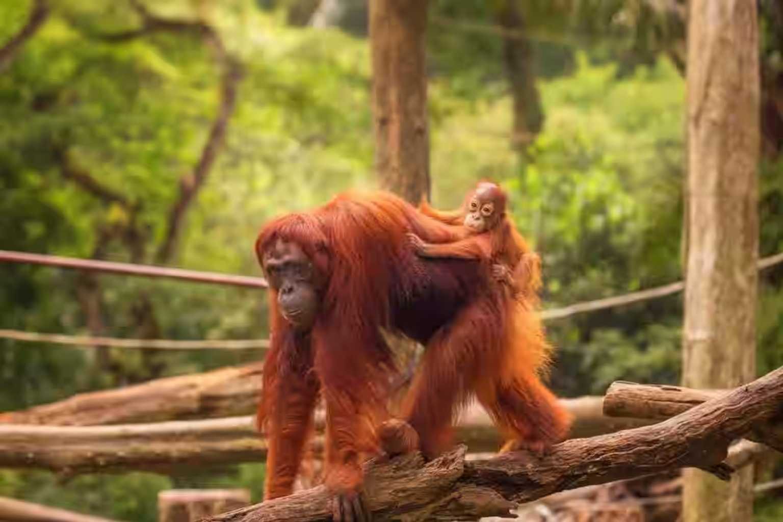 Surat Zoo Ticket Price