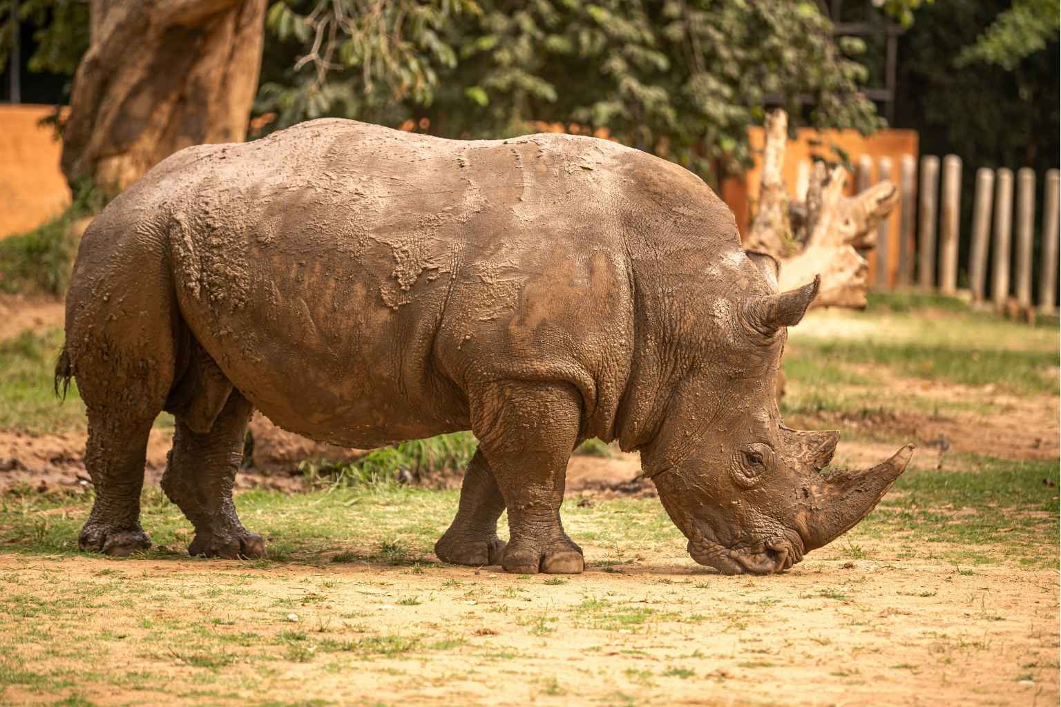 chhatbir zoo ticket price