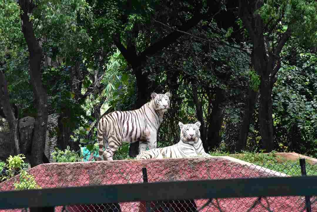 hyderabad zoo park ticket price