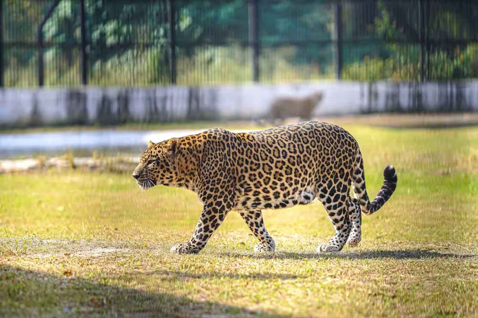 Ludhiana Zoo Ticket Price