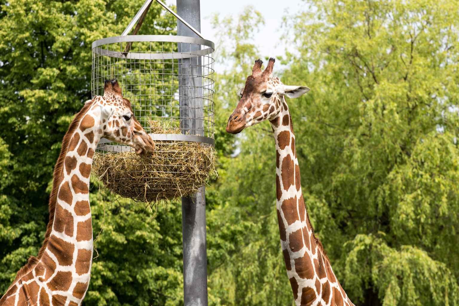 mysore zoo ticket price