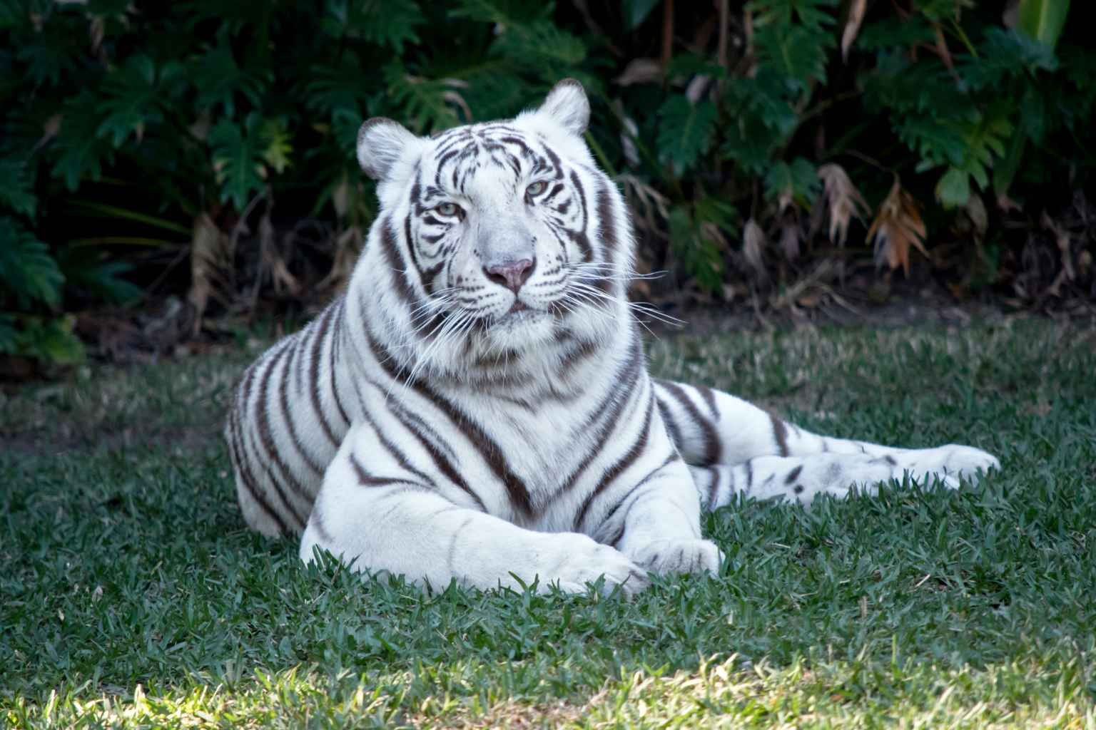 vandalur zoo ticket price