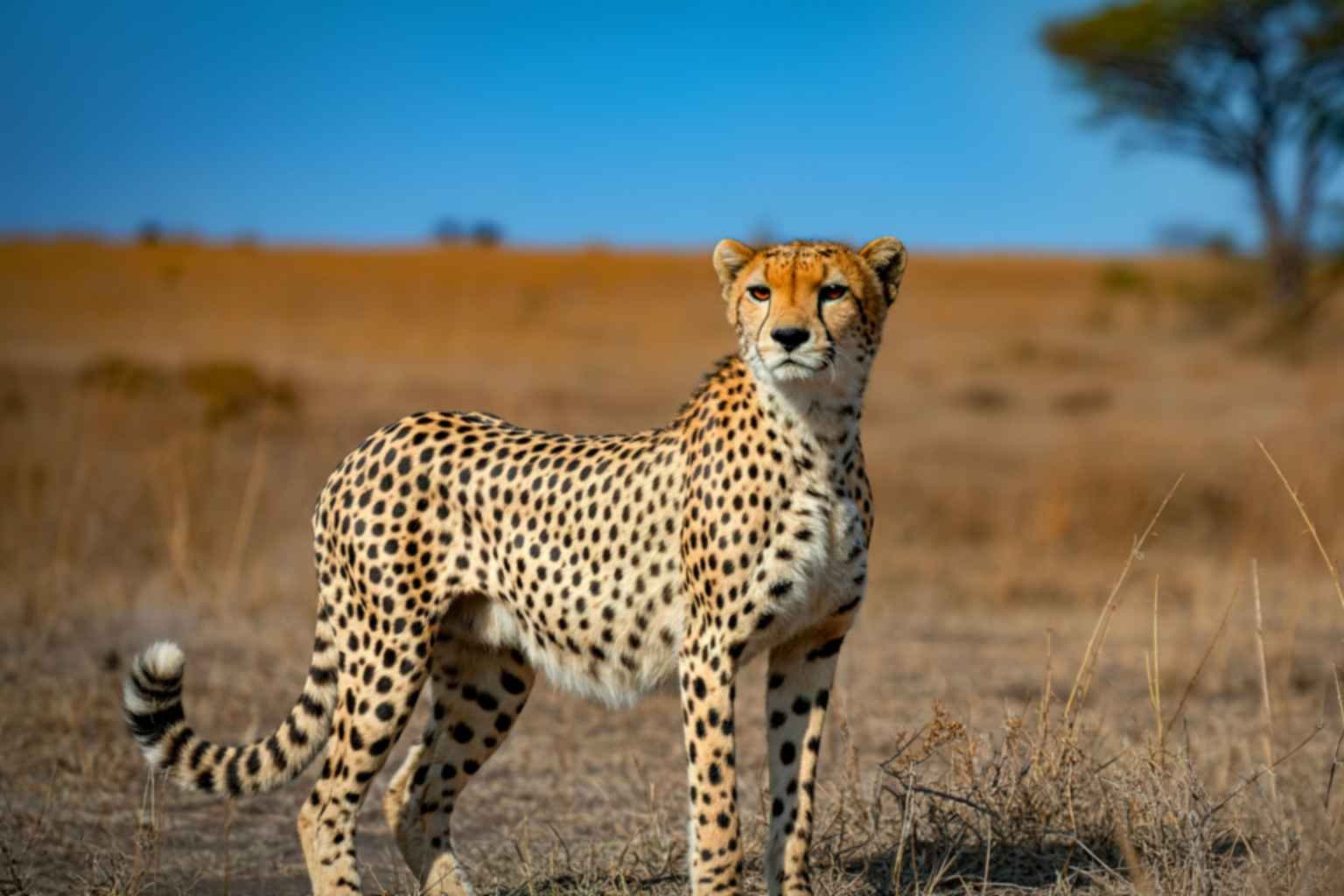 Al Ain Zoo Ticket Price