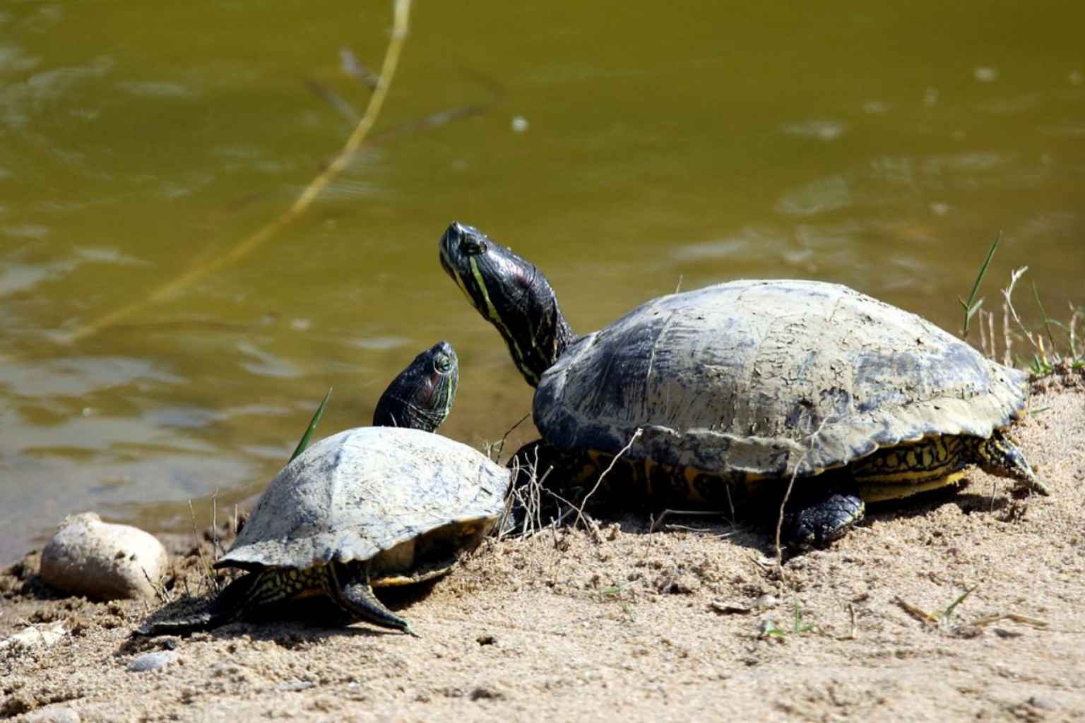 Bhopal Zoo Ticket Price