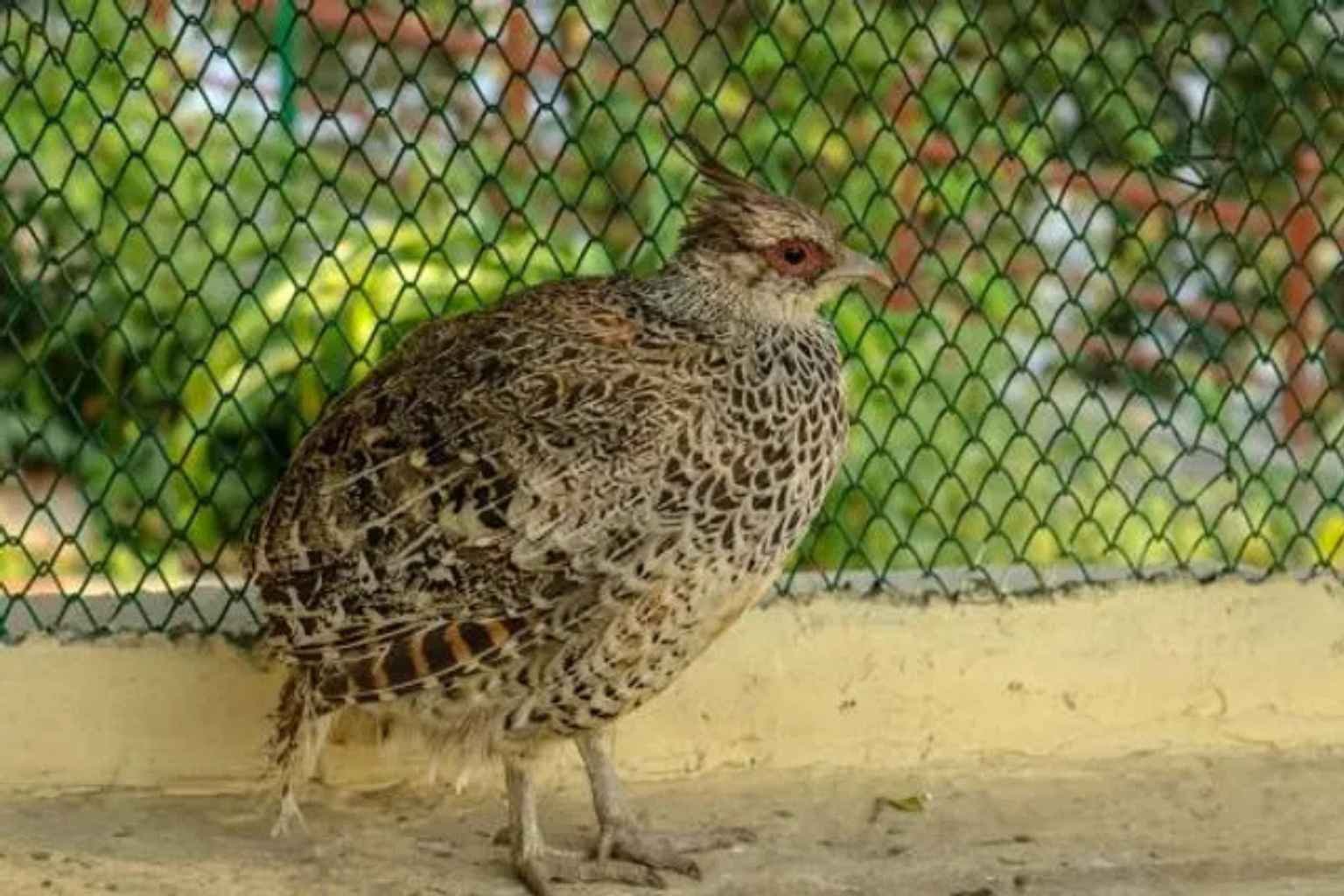 Gopalpur Zoo Ticket Price