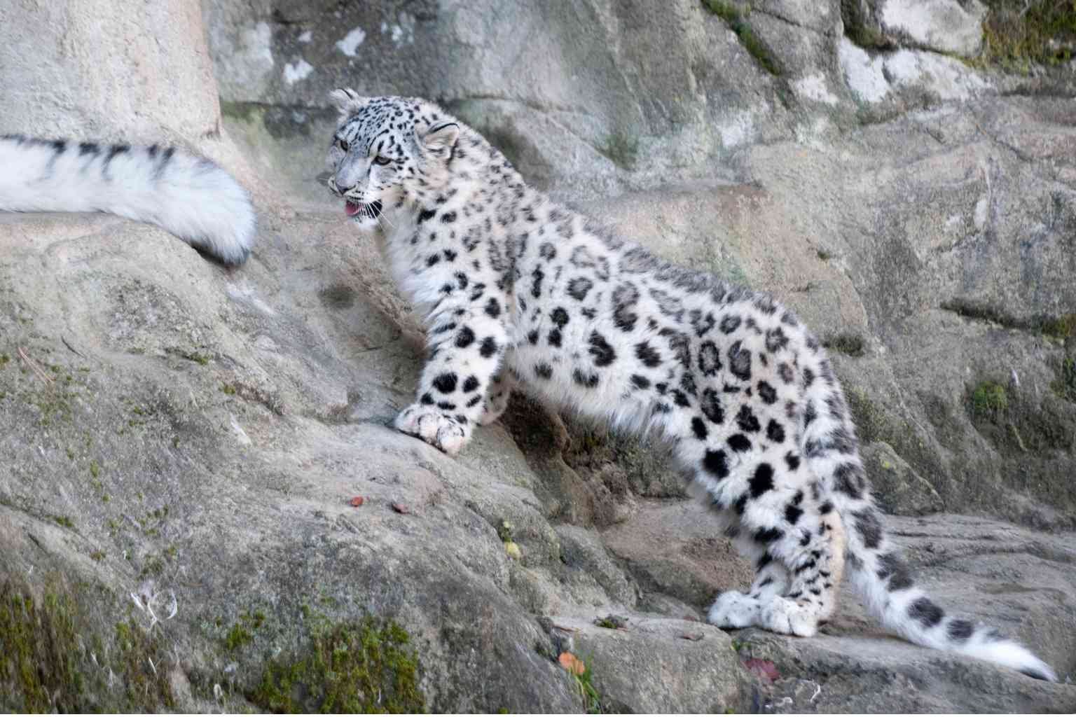 Kufri Zoo Ticket Price