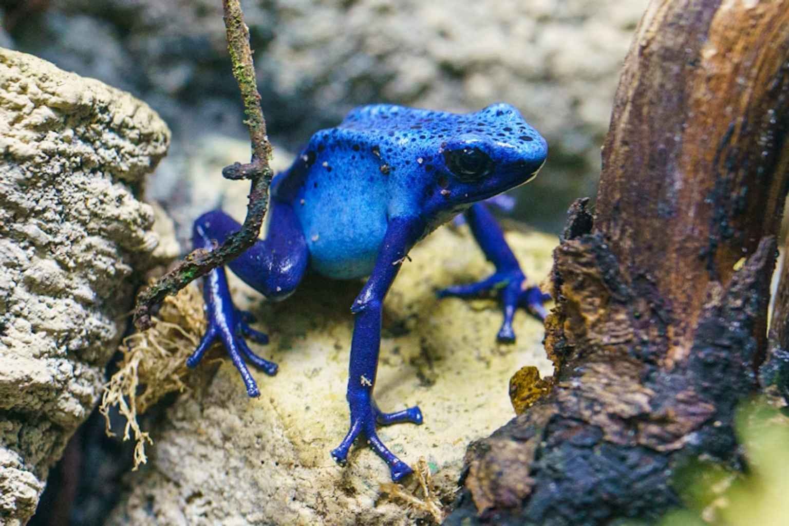 London Zoo Entry Ticket