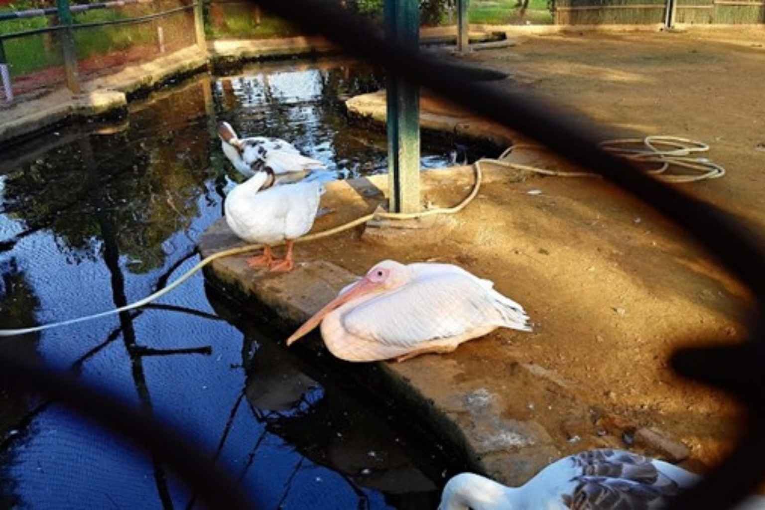 Rohtak Zoo Ticket Price