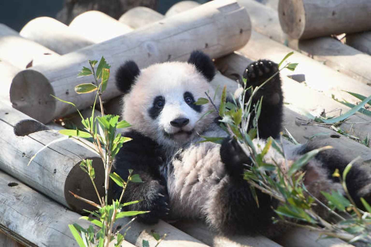 Ueno Zoo Ticket Price